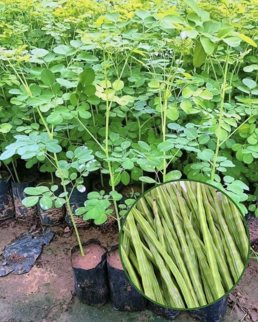 Moringa (Sojne) Plant - Premium High-Yield Drumstick Variety | Nutrient-Rich Pods & Leaves | Fast Growing | Ideal for Pots & Gardens