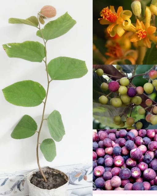Falsa Plant Fruit Plant Grafted (Height 1 Feet) Falsa Plant Fruit Plant Grafted (Height 1 Feet)