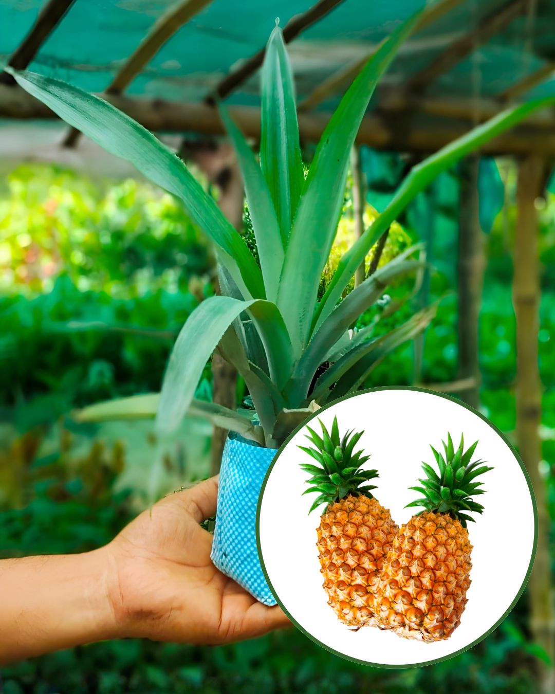 Pineapple Plant (2 Kg Fruit Variety) - Premium High-Yield Large-Fruit Variety | Sweet Golden Juicy Flesh | Fast Growing | Ideal for Pots & Gardens