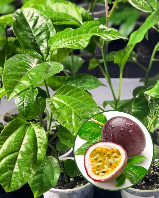 Passion Fruit Plant Grafted (Height 1 Feet)