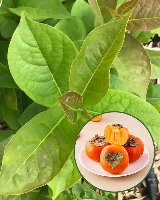 Persimmon Plant - Imported Premium Variety | Sweet Honey-Like Fruits | High Yield | Ideal for Pots & Gardens