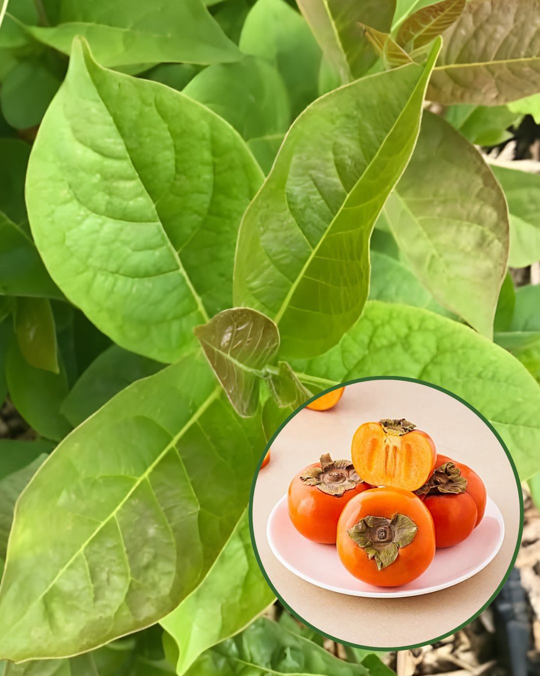 Persimmon Plant - Imported Premium Variety | Sweet Honey-Like Fruits | High Yield | Ideal for Pots & Gardens