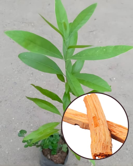 White Chandan Plant - Premium Aromatic Sandalwood Variety | Fragrant Heartwood | Fast Growing | Ideal for Pots & Gardens