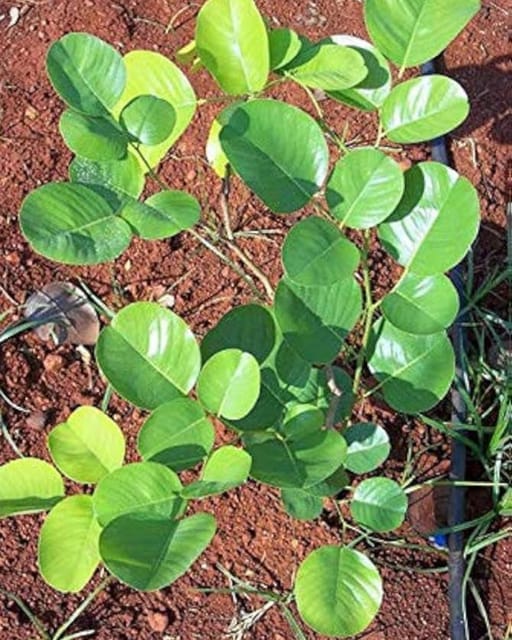 Red Chandan Plant - Premium Aromatic Sandalwood Variety | Deep Red Heartwood | High-Value Timber | Ideal for Pots & Gardens