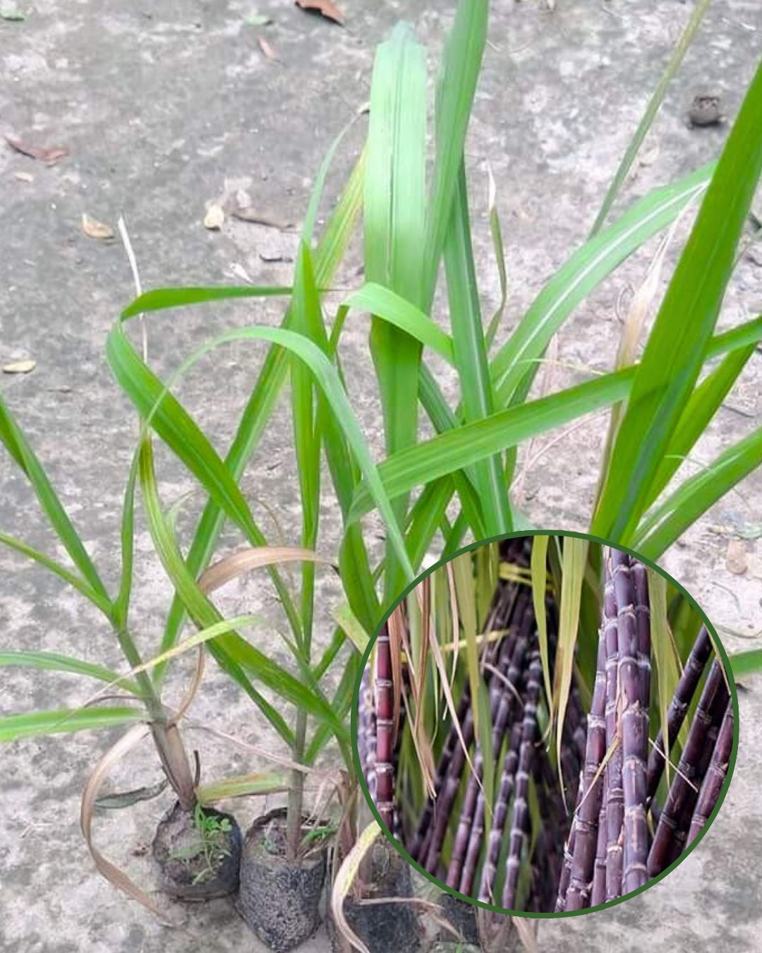 Philippine Sugarcane Plant Fruit Plant Grafted (Height 1.5 Feet)