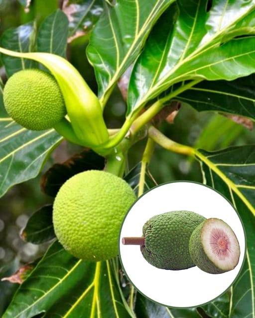 Breadfruit Plant - Premium Tropical High-Yield Variety | Large Starchy Nutritious Fruits | Fast Growing | Ideal for Pots & Gardens Breadfruit Plant - Premium Tropical High-Yield Variety | Large Starchy Nutritious Fruits | Fast Growing | Ideal for Pots & Gardens