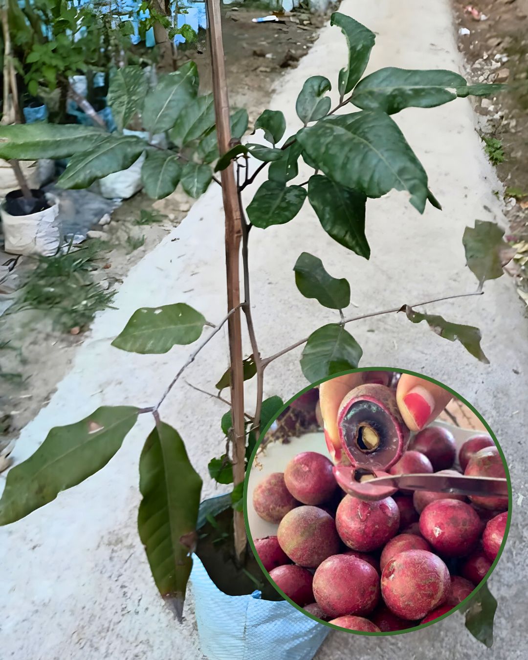 Ruby Longan Plant 3 Times Fruit Plant Grafted (Height 1– 1.5 Feet)