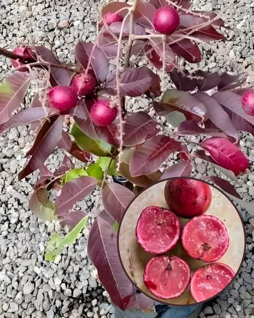 Ruby Longan Plant 4 TimesFruit PlantGrafted (Height 1 β 1.5 Feet) Ruby Longan Plant 4 TimesFruit PlantGrafted (Height 1 β 1.5 Feet)