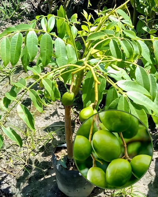 Hog Plum Plant (All-Time Variety) - Premium High-Yield Variety | Sweet Tangy Fruits | Fast Growing | Ideal for Pots & Gardens Hog Plum Plant (All-Time Variety) - Premium High-Yield Variety | Sweet Tangy Fruits | Fast Growing | Ideal for Pots & Gardens