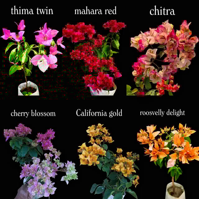 Bougainvillea Plants Collection – 6 Plants Combo