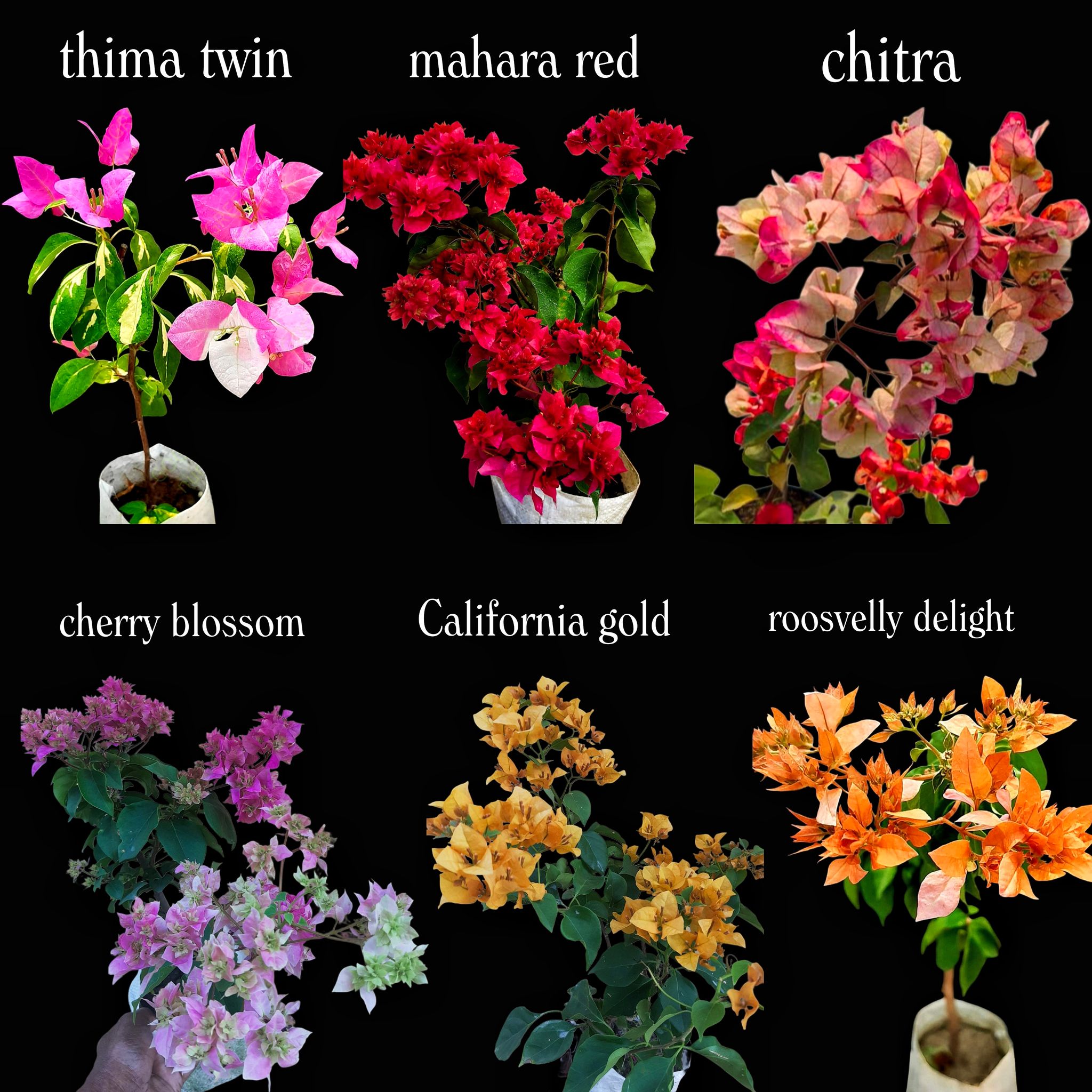 Bougainvillea Plants Collection – 6 Plants Combo