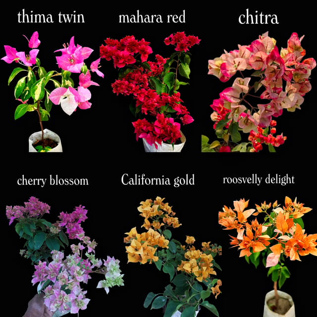 Bougainvillea Plants Collection – 6 Plants Combo Bougainvillea Plants Collection – 6 Plants Combo