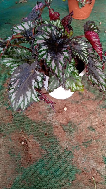 Rex Begonia Plant | Colorful Ornamental Indoor Foliage Plant