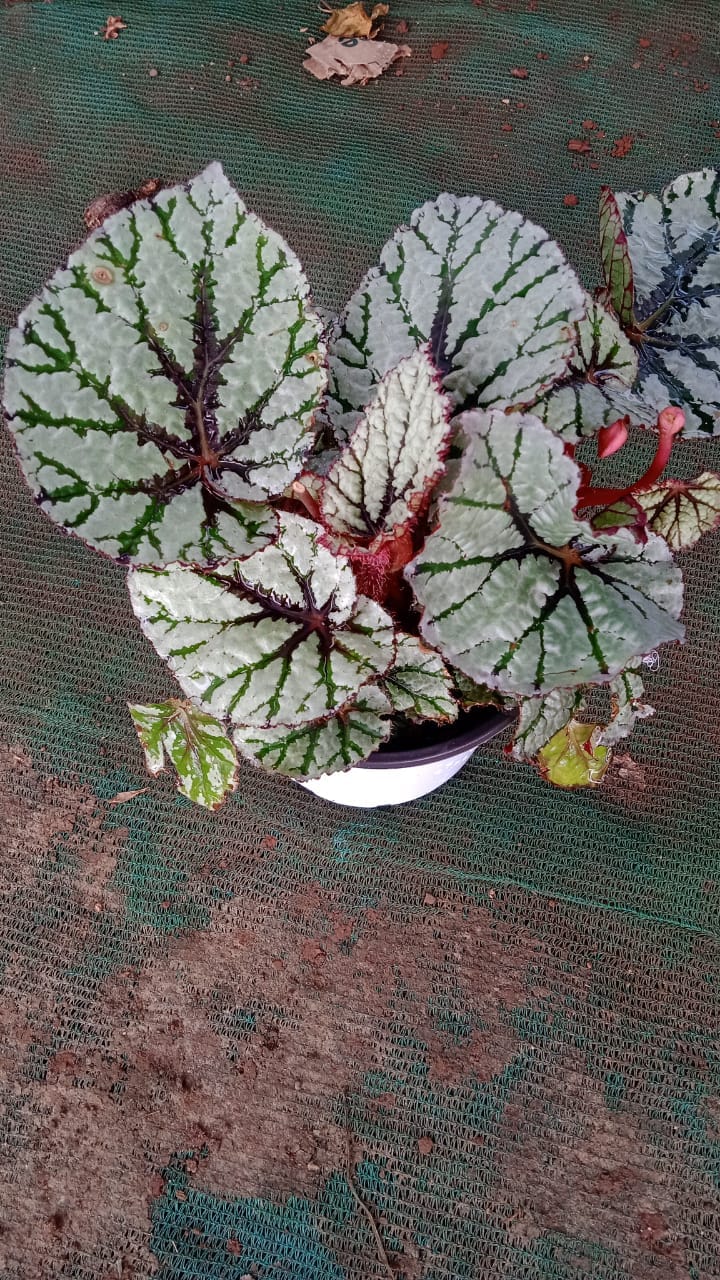 Rex Begonia Plant | Vibrant Foliage for Home, Office & Terrariums