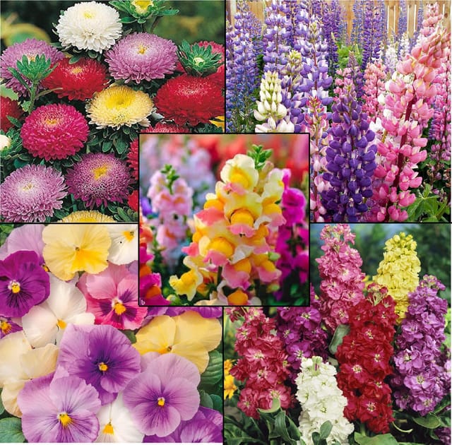 Premium Flower Seed Combo | Pack of 5 | Easy Grow Flower Seeds