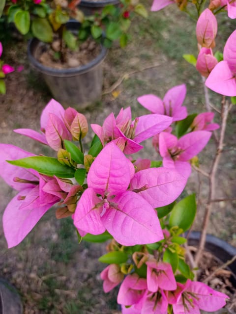 Premium Quality Bougainvillea Plant – Pack of 1 Premium Quality Bougainvillea Plant – Pack of 1