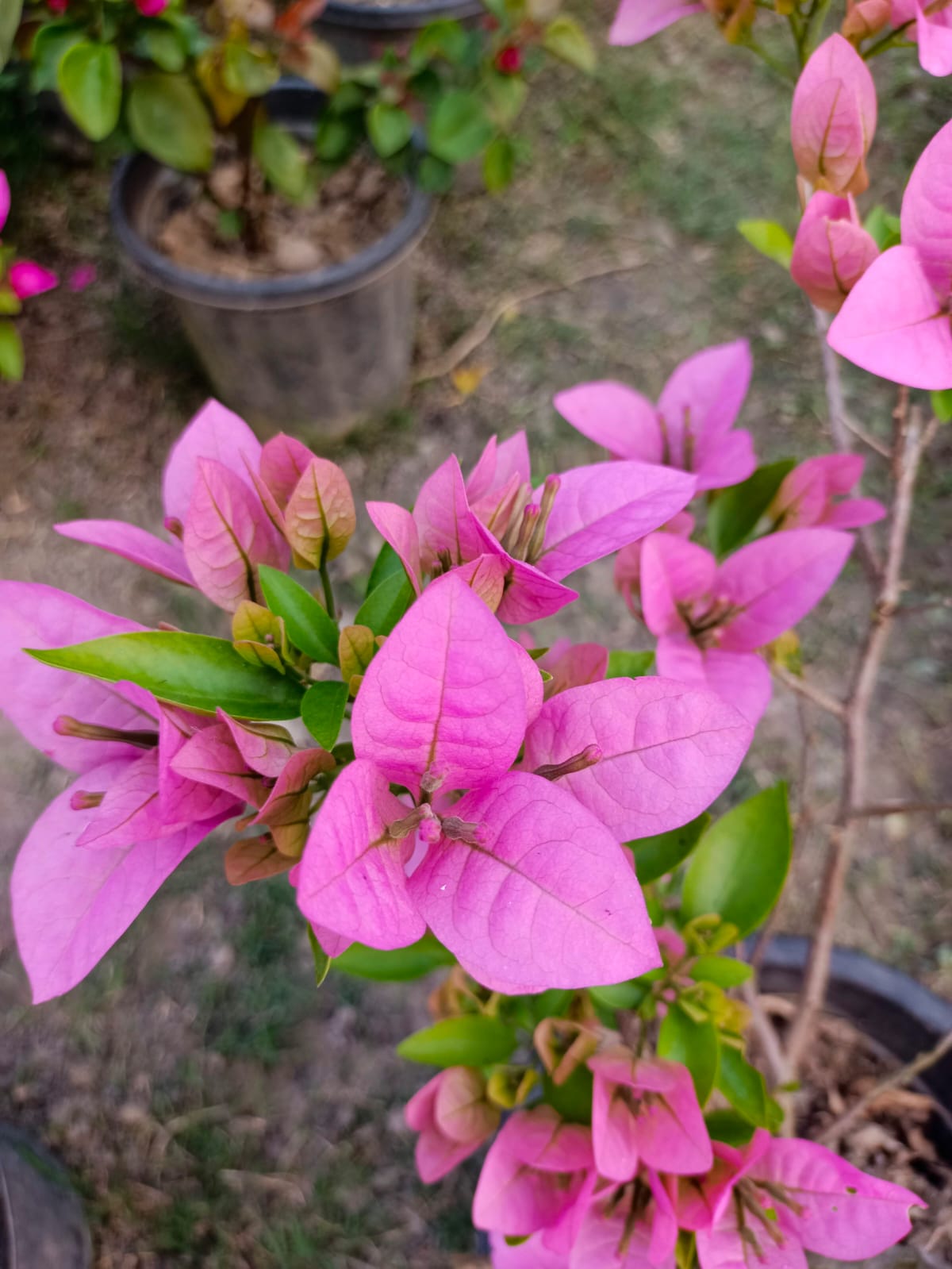 Premium Quality Bougainvillea Plant – Pack of 1