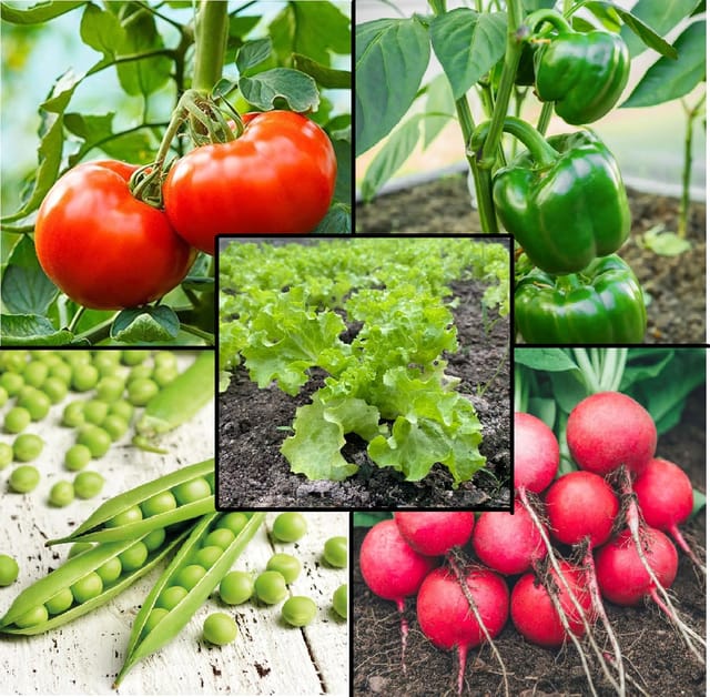 Top 5 Vegetable Seeds Pack For Organic Gardening