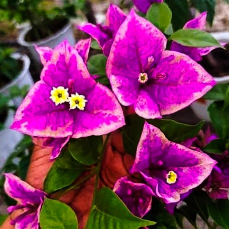 Bougainvillea BUTTERCUP – Grafted Plant