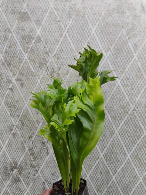 Bird Nest Fern Plant (Asplenium nidus)