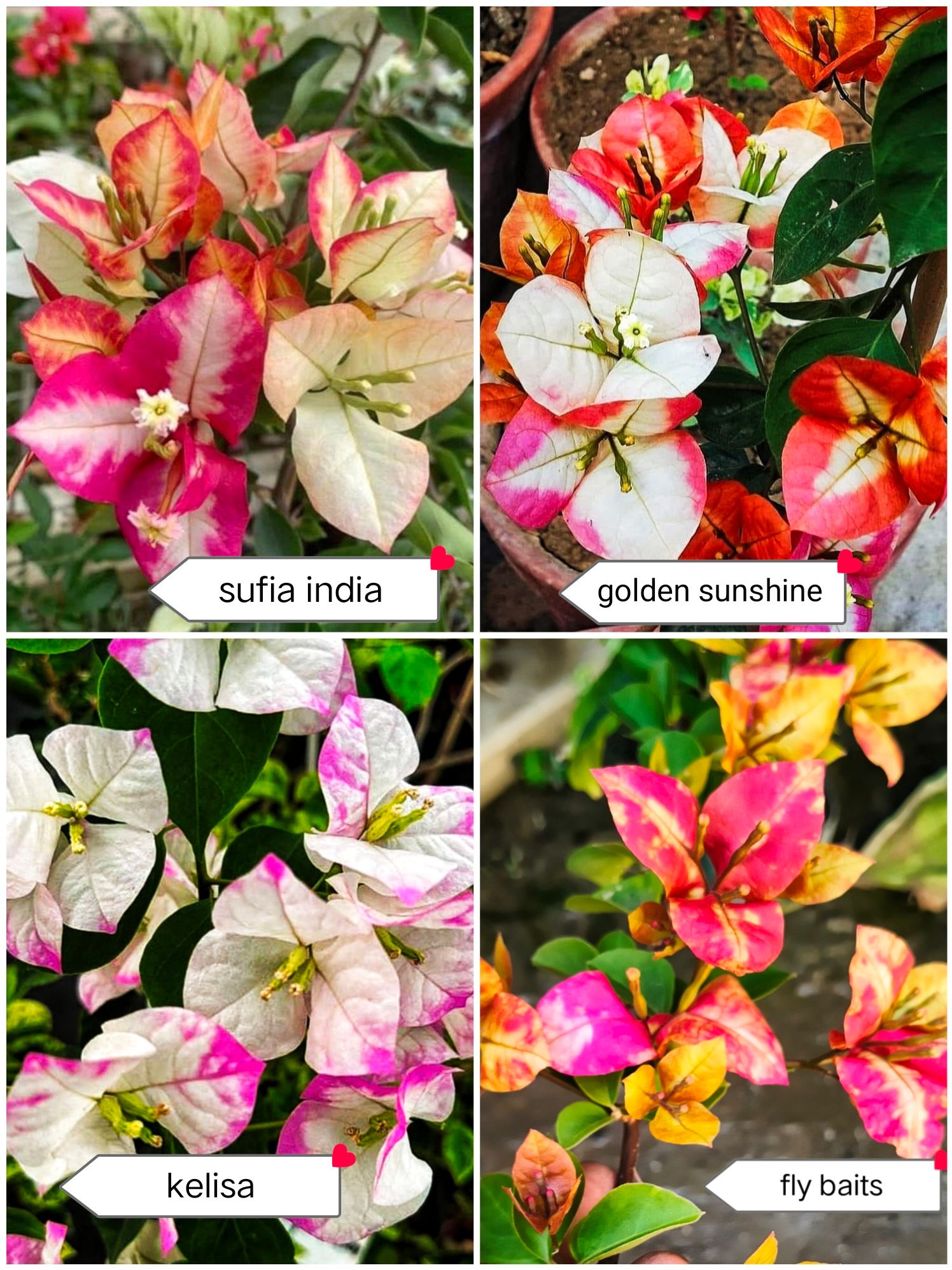 Rare Premium Bougainvillea Plants Combo - (Pack of 4 Plants)