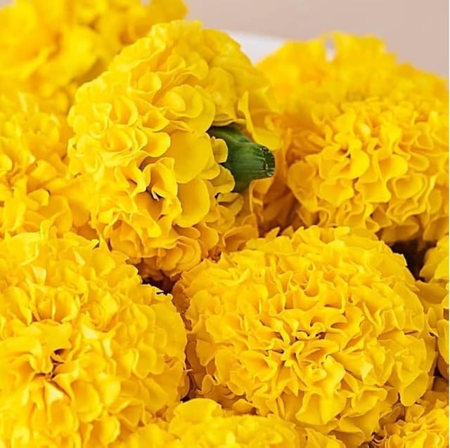 MARIGOLD YELLOW FLOWER SEEDS (PACK OF 20 SEEDS ) MARIGOLD YELLOW FLOWER SEEDS (PACK OF 20 SEEDS )