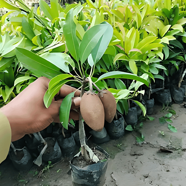 Thai Chiku Plant (Grafted) Fruit Plant Height 1 Feet