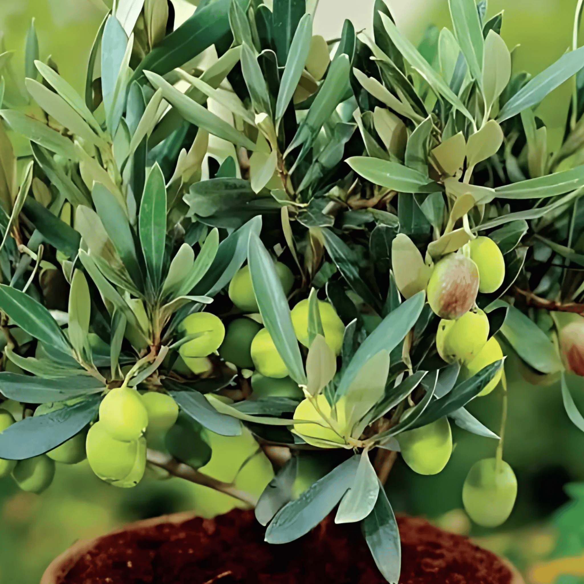 Indian Olive / Jalpai Plant (Grafted) Fruit Plant Height 1 Feet