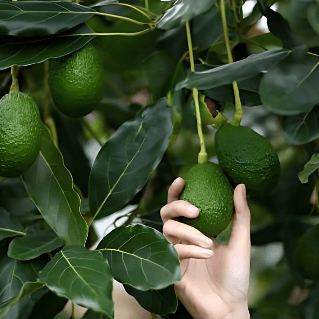 Hass Avocado Plant (Grafted) Fruit Plant Height 1.5 Feet