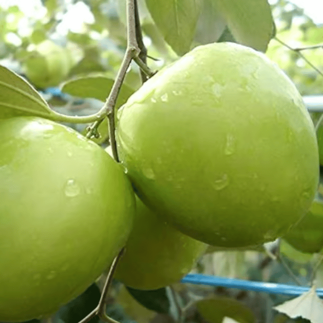 Kashmiri Green Apple Ber Plant (Grafted) Fruit Plant Height 8 Inch