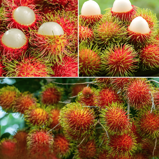 Rambutan Plant (Grafted) Fruit Plant Height 2 ft - 2.5 ft