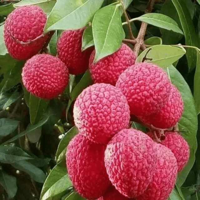 China 3 Litchi Plant (Grafted) Fruit Plant Height 1.5 ft China 3 Litchi Plant (Grafted) Fruit Plant Height 1.5 ft