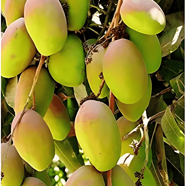 All time mango tree (Grafted) Fruit Plant Height 1.5 ft