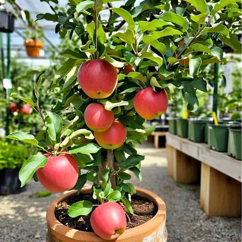 Buy HRMN 99 Apple Plant (Grafted) Fruit Plant Height 2 Feet Best Price in  India