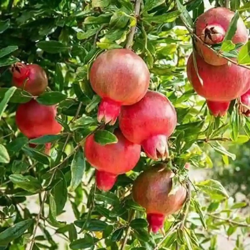 Bhagwa Pomegranate Plant (Grafted) Fruit Plant Height 1.5 Feet