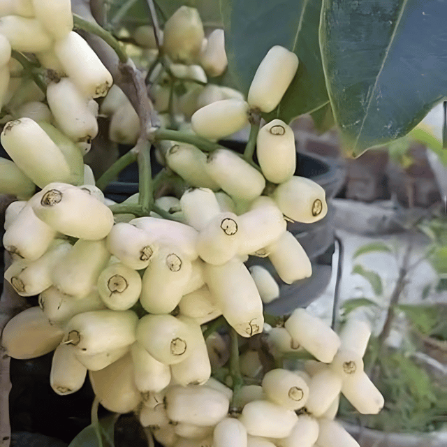 Thai White Jamun Plant (Grafted) Fruit Plant Height 1 ft Thai White Jamun Plant (Grafted) Fruit Plant Height 1 ft