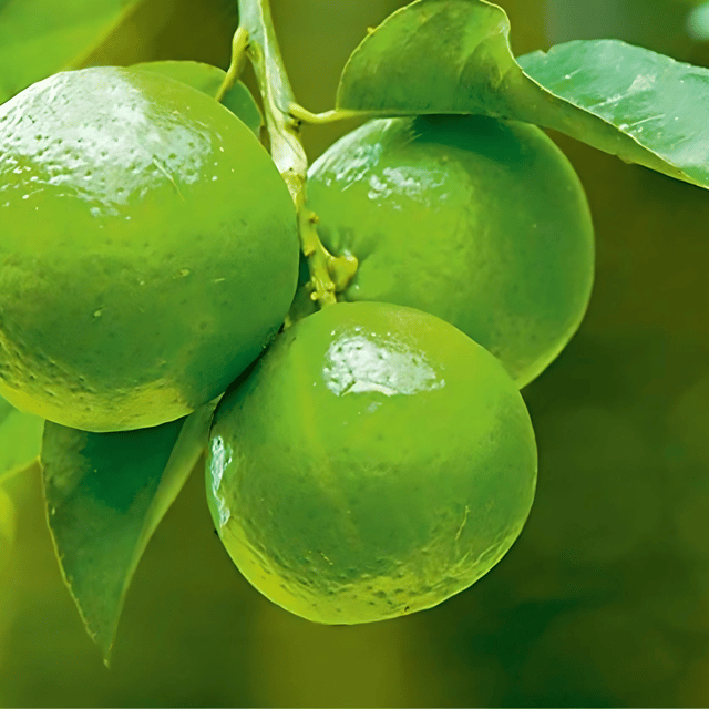 Kolkata Patti Nimbu Plant (Grafted) Fruit Plant Height 1 Feet Kolkata Patti Nimbu Plant (Grafted) Fruit Plant Height 1 Feet