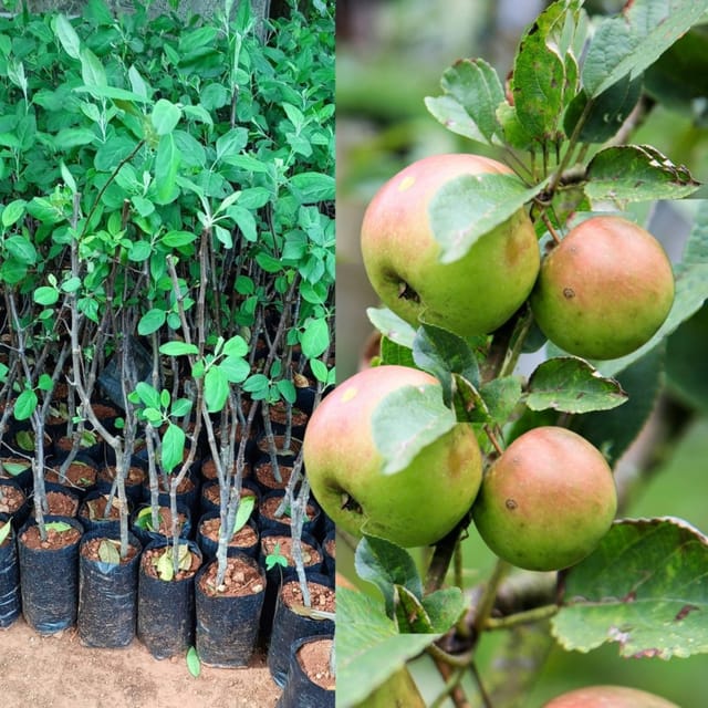 Anna Apple Plant (Grafted) - Fruit Plant Height 2 Feet