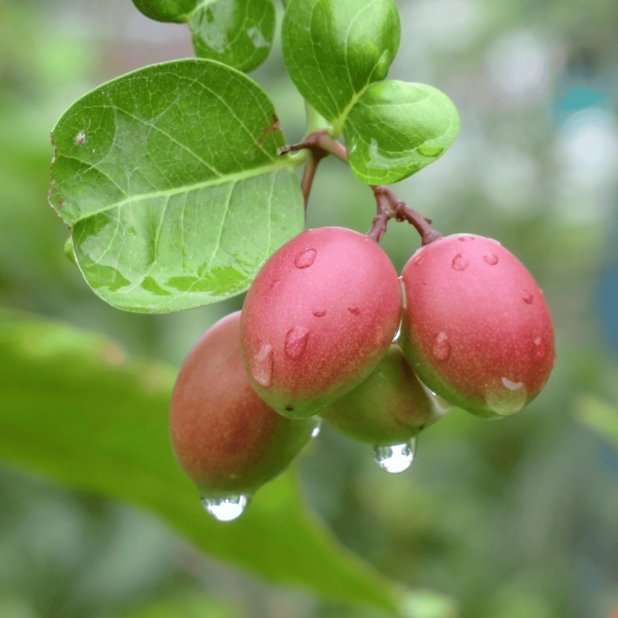 Carissa Carandas (Karonda/Karamcha) Plant (Grafted) Fruit Plant Height 8 Inch