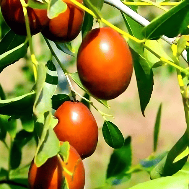 Thai Sweet Carissa Carandas (Karamcha/Karonda) Plant (Grafted) Fruit Plant Height 8 inch