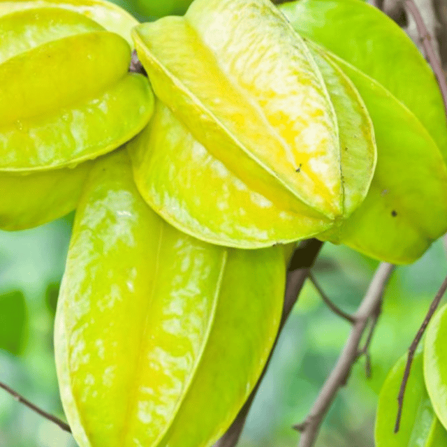 Thai Sweet Starfruit Plant (Grafted) Fruit Plant Height 1.5 Feet