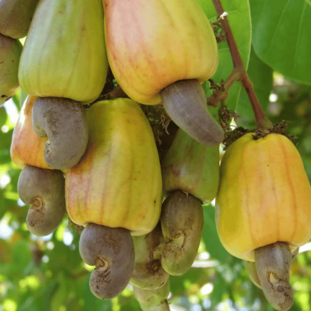 Cashew Nut Plant (Grafted) Fruit Plant Height 2 Feet Cashew Nut Plant (Grafted) Fruit Plant Height 2 Feet