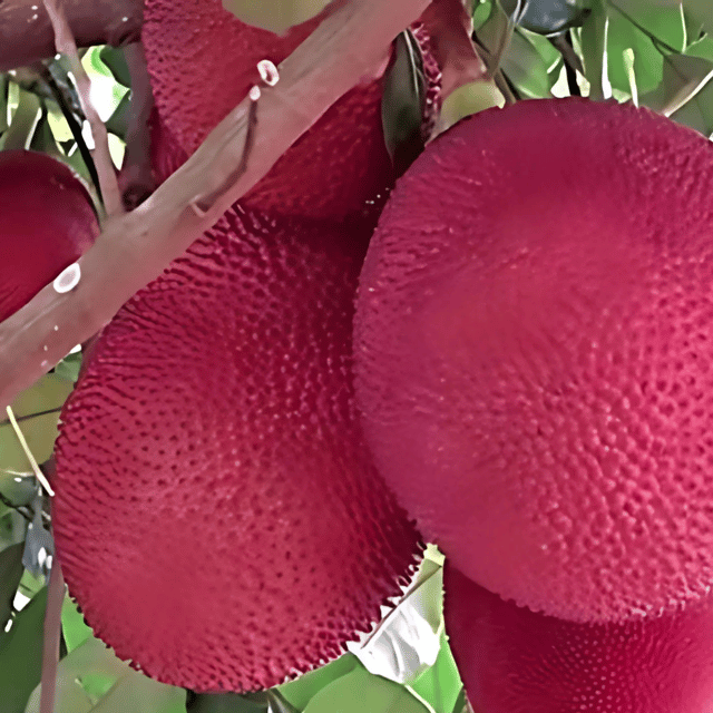 Thai Pink Jackfruit Plant (Grafted) Fruit Plant Height 1 Feet