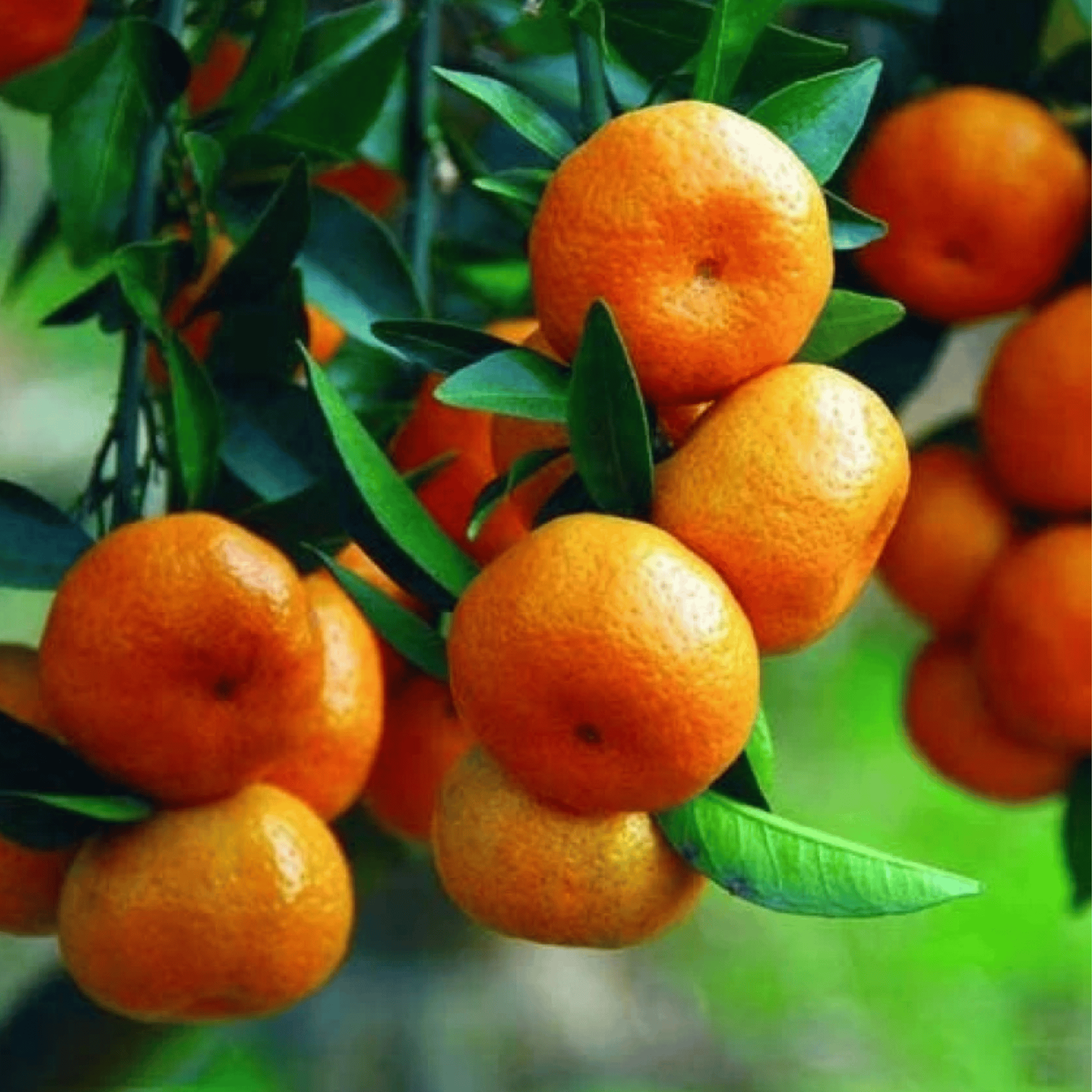 China 3 Orange Plant (Grafted) Fruit Plant Height 1 ft