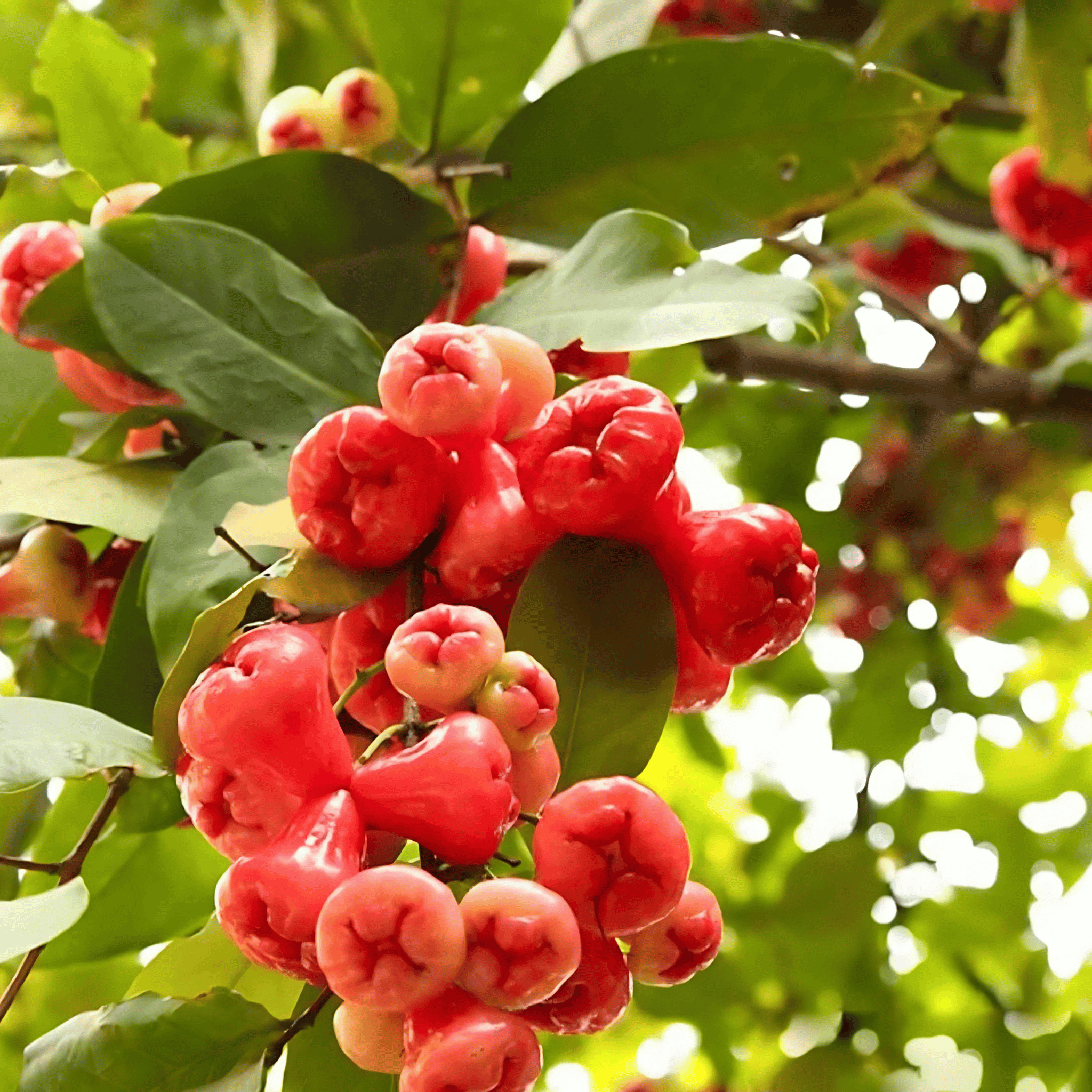 Thai Red Water Apple Plant (Grafted) Fruit Plant Height 1.5 Feet