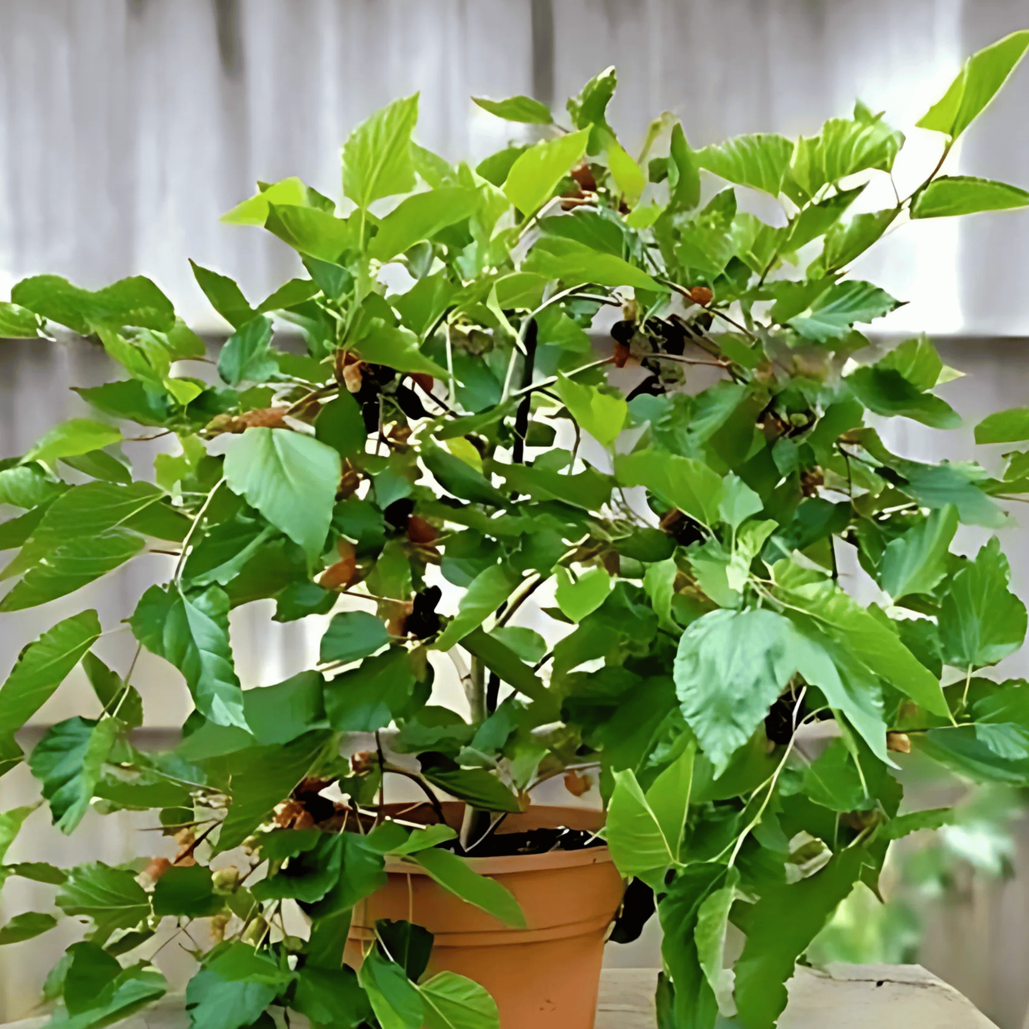 Mulberry Plant (Grafted) Fruit Plant Height 2 - 2.5 Feet