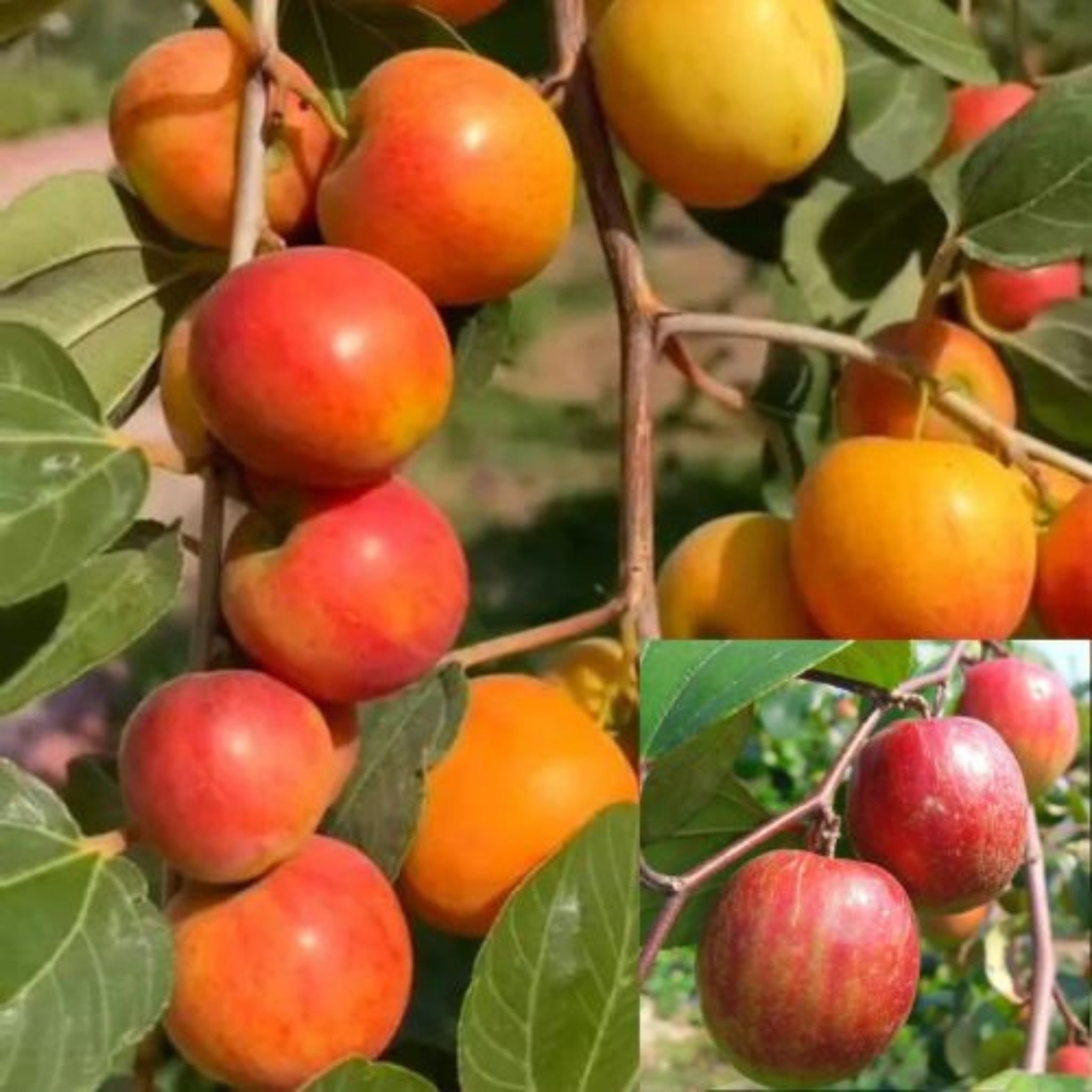Kashmiri Red Apple Ber (Grafted) Fruit Plant Height 1 Feet