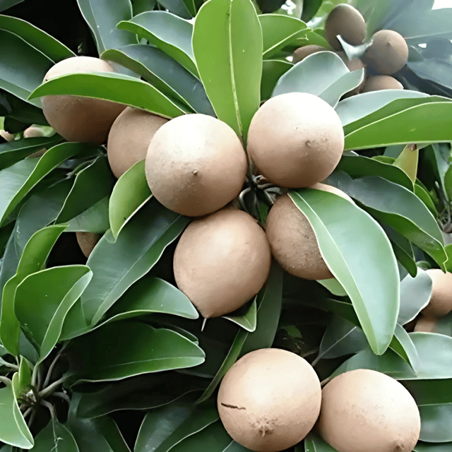 Thai Red Chiku Plant (Grafted) Fruit Plant Height 1 ft