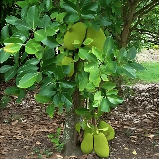 Thai All-Time Jackfruit Plant (Grafted) Fruit Plant Height 1 Feet