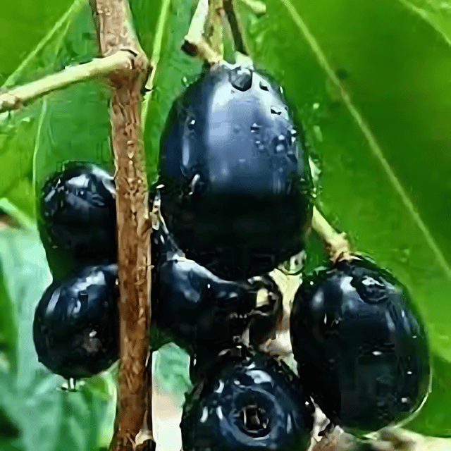 Black Jamun Plant Fruit Plant (Grafted) Height 2 Feet